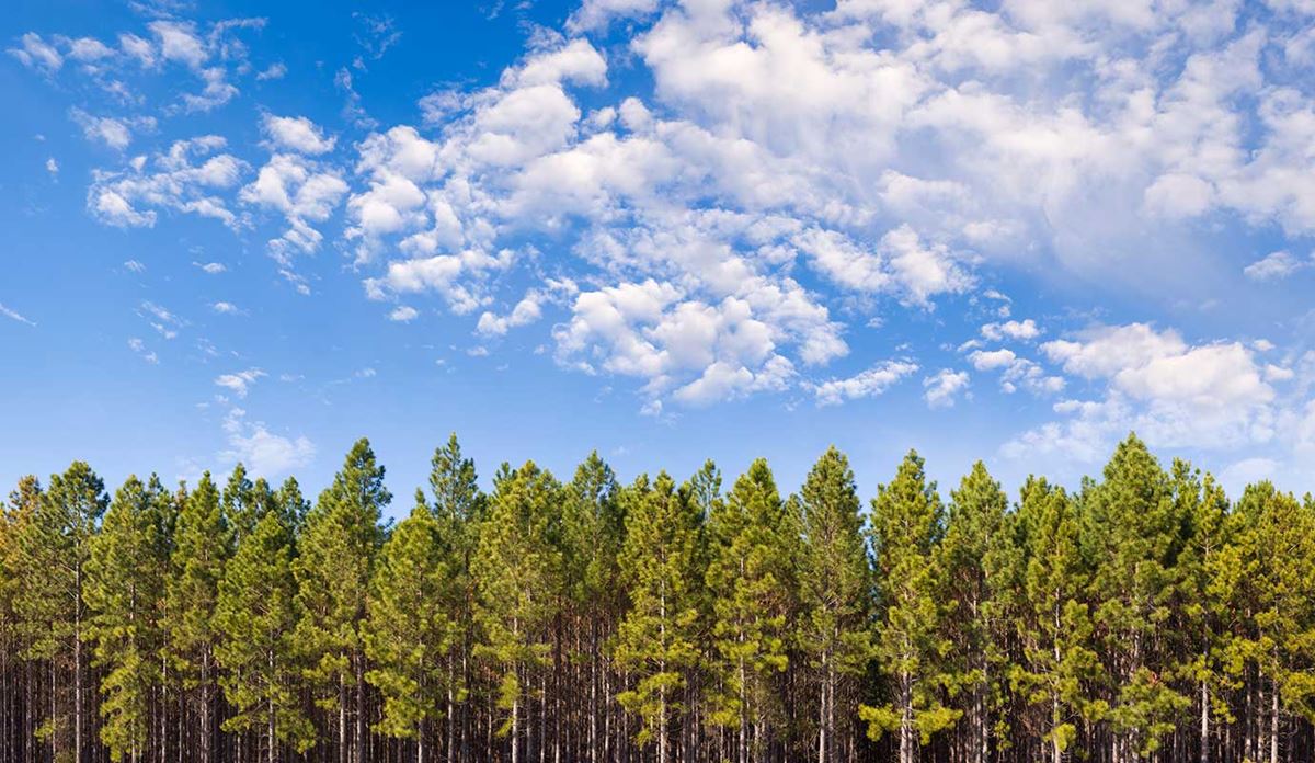Field of Trees
