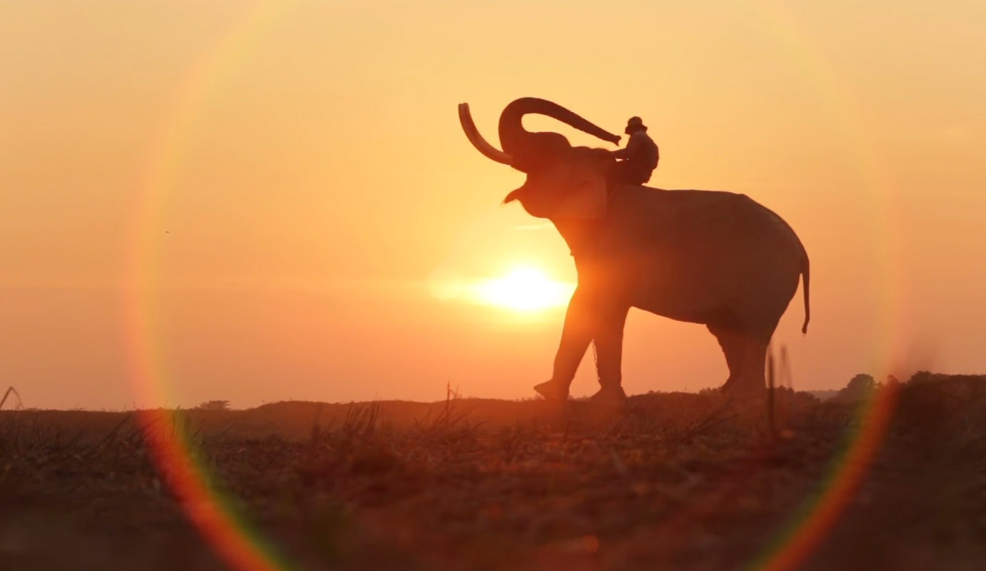 Elephants Roaming