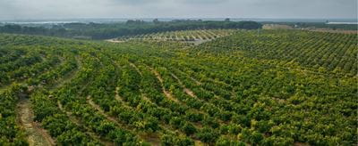 Aerial view of a large agricultural orchard with rows of green fruit trees stretching across rolling terrain, bordered by a forested area in the background under an overcast sky.