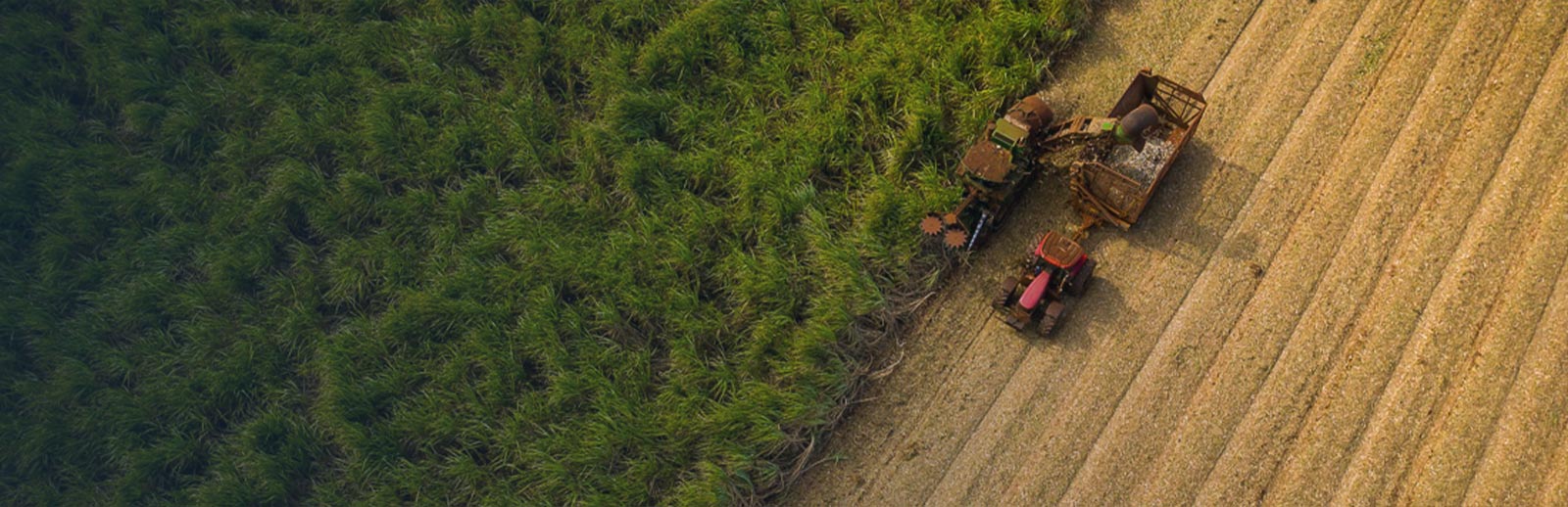 Tractor tills field 