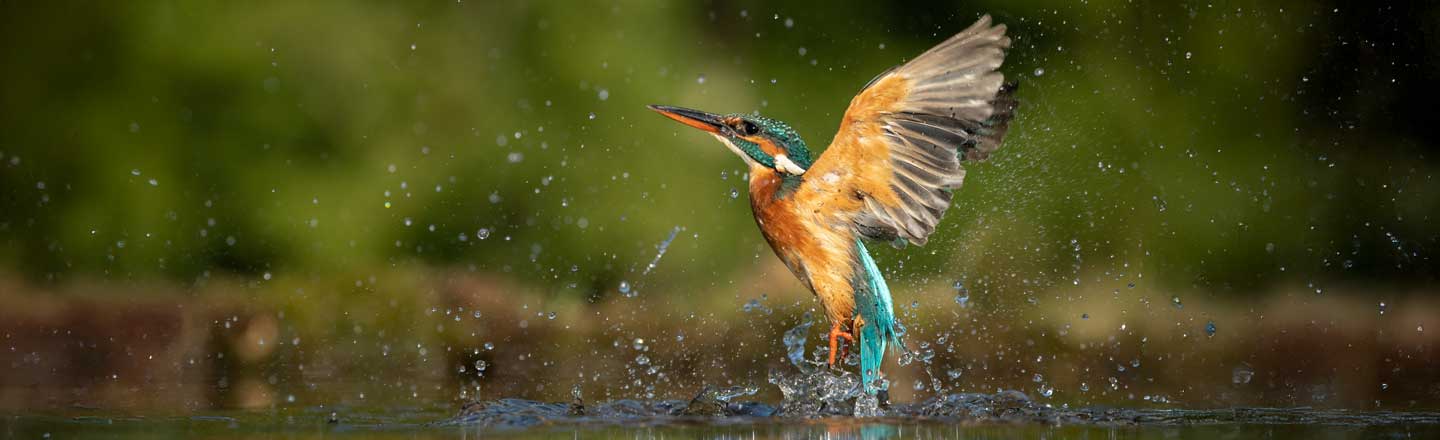 Un uccello martin pescatore spruzza acqua