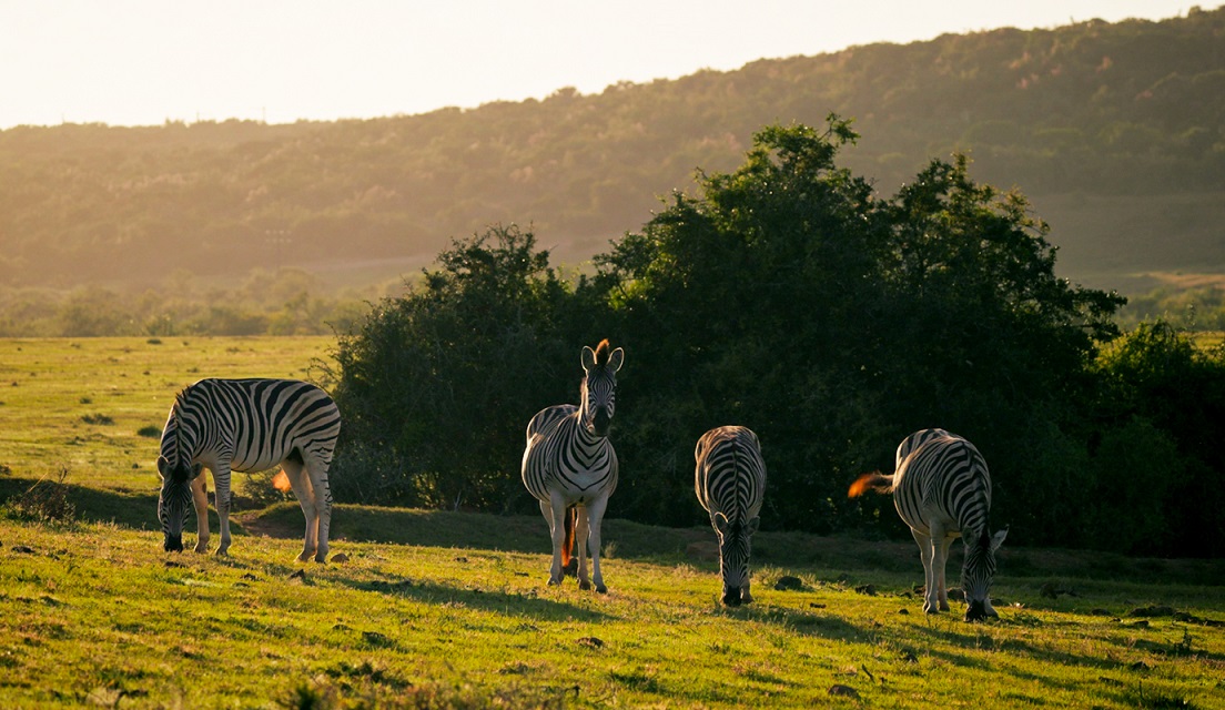 Zebras in paddock