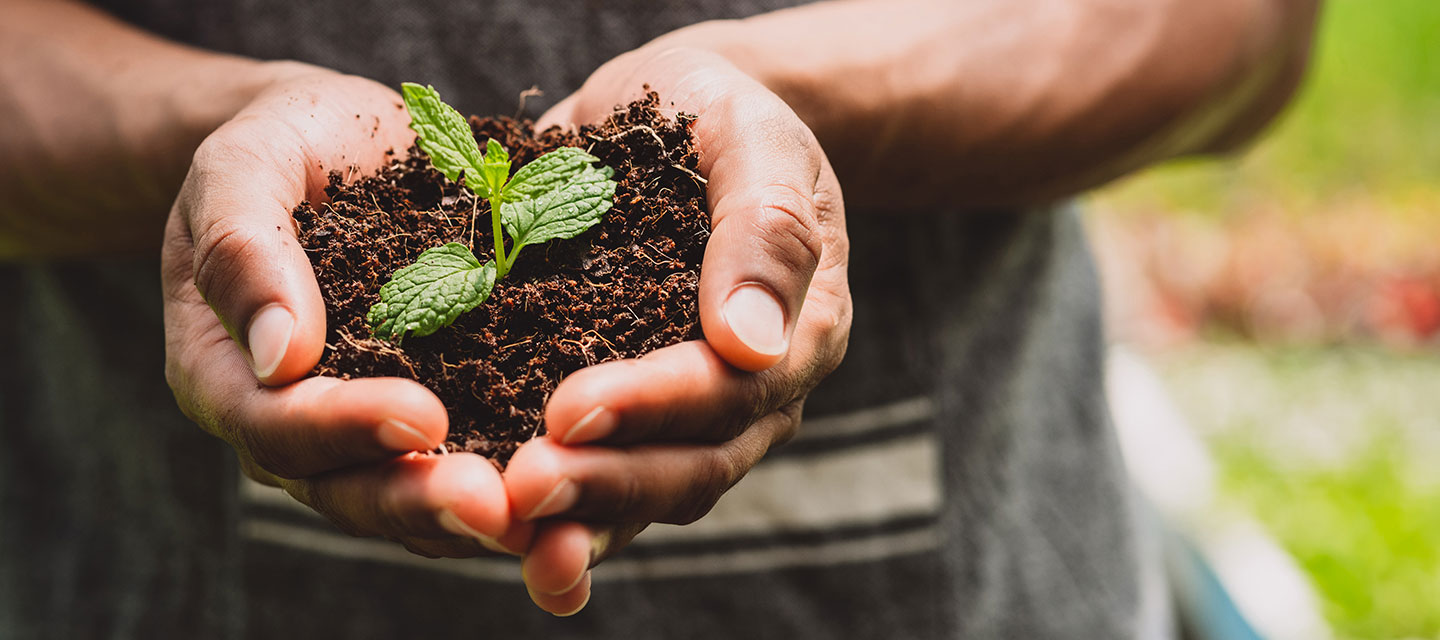 Hands holding a plant
