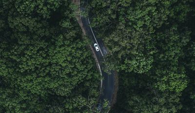 Car through forest
