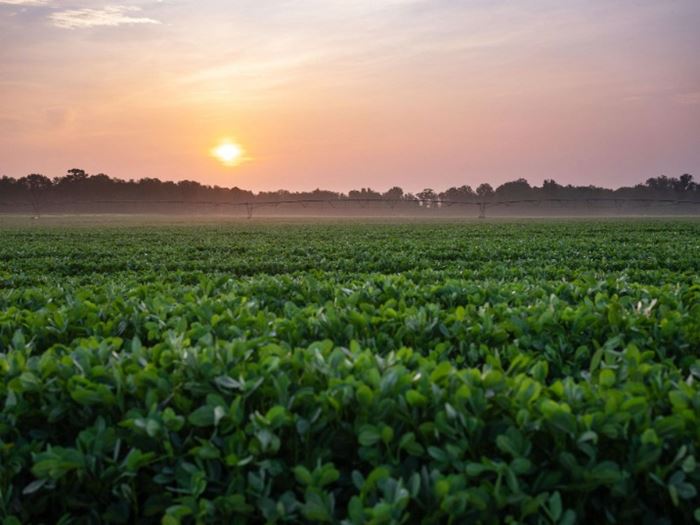 A vibrant field of green plants illuminated by the warm hues of a sunset in the background.